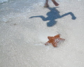   Dancing shadow Starfish  